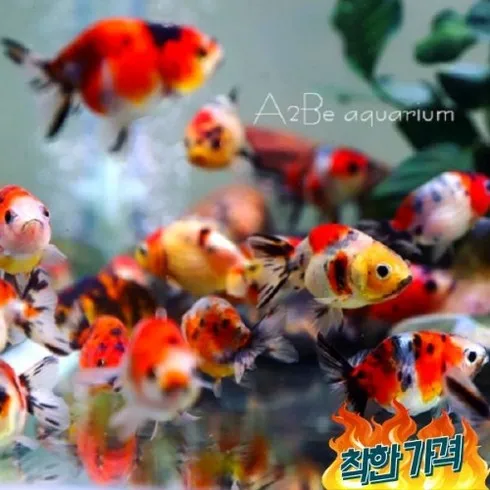 리뷰가 좋은 난주 추천