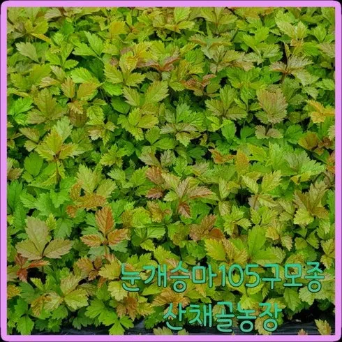 가장 저렴한 눈개승마모종 상품