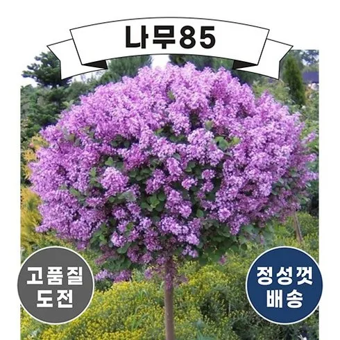 가장 많이 팔린 라일락 추천