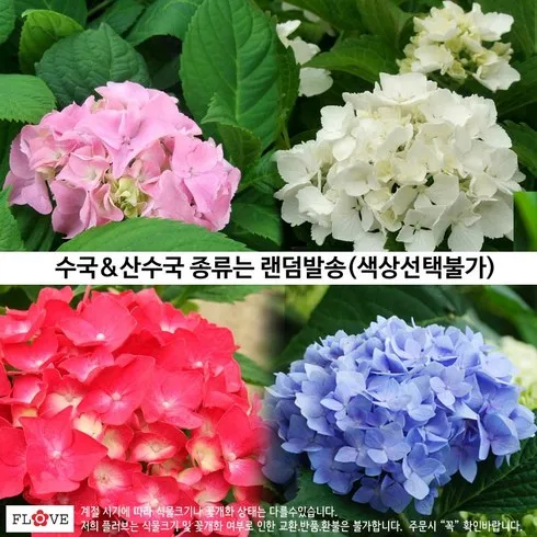가장 많이 팔린 수국화분 상품